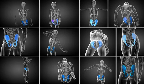 3D рендеринг медицинской иллюстрации кости таза — стоковое фото