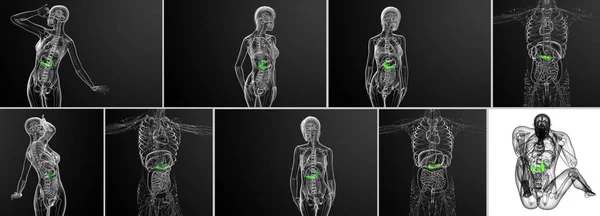 3d representación médica ilustración de la vesícula biliar y el páncreas — Foto de Stock