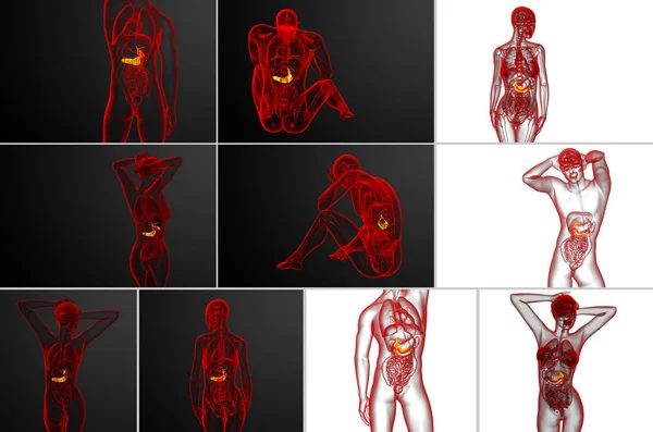 3d representación médica ilustración de la vesícula biliar y el páncreas — Foto de Stock