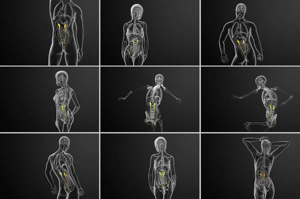 3d representación médica ilustración del uréter — Foto de Stock