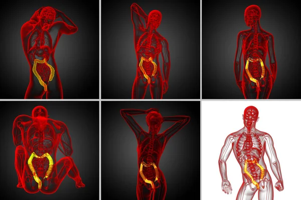 3d rendering sistem pencernaan manusia usus besar — Stok Foto