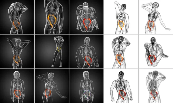 3d representación del sistema digestivo humano intestino grueso — Foto de Stock