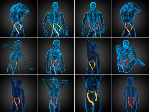 3d representación del sistema digestivo humano intestino grueso — Foto de Stock