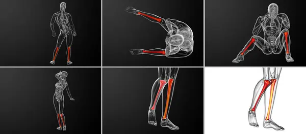 3D rendering medicinsk illustration av tibia benet — Stockfoto