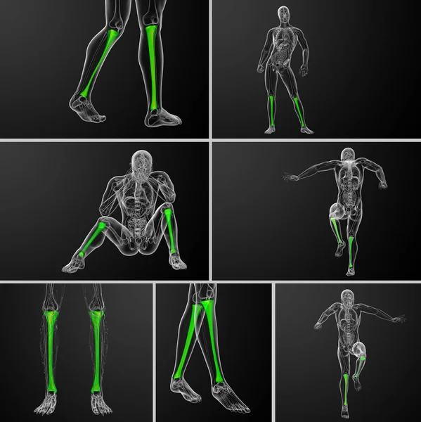 3d representación médica ilustración del hueso de la tibia — Foto de Stock