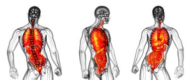 3D render Medikal illüstrasyon insan sindirim sisteminin 