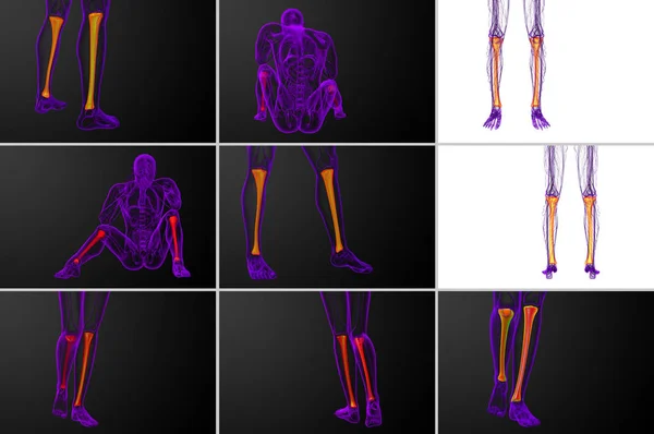 3d representación médica ilustración del hueso de la tibia — Foto de Stock