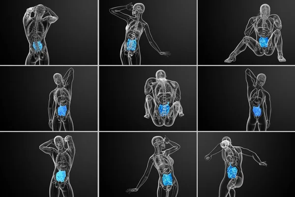 3d representación ilustración del intestino delgado — Foto de Stock