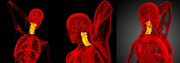 3d рендеринг медицинской иллюстрации шейного отдела позвоночника — стоковое фото