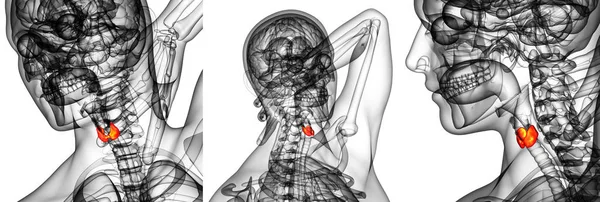 3D-Darstellung der Schilddrüse — Stockfoto