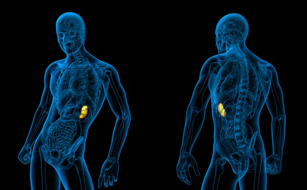 3d рендеринг медицинской иллюстрации селезенки — стоковое фото