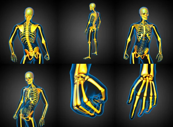 3D рендеринг медицинской иллюстрации человеческого скелета — стоковое фото