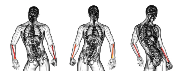 3d representación médica ilustración del hueso del radio — Foto de Stock