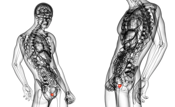 3d rendering illustrazione medica della ghiandola prostatica — Foto Stock