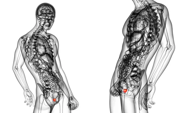 Illustration médicale du rendu 3d de la prostate — Photo