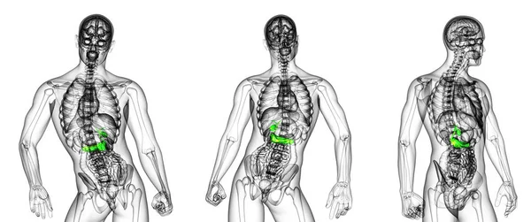 3D rendering medicinsk illustration av gallblader och bukspottkörteln — Stockfoto