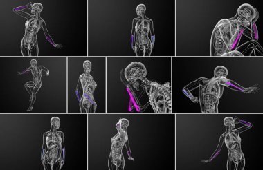 dirsek kemiği kemik 3D işleme tıbbi çizimi