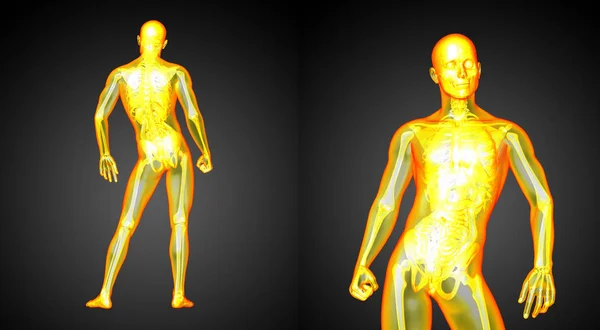인간 해부학의 3d 렌더링 의료 일러스트 — 스톡 사진