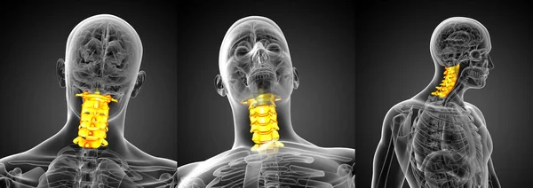 3d renderização ilustração médica da coluna cervical — Fotografia de Stock