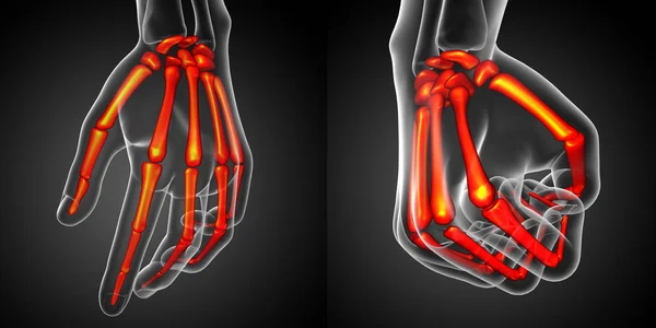 3D απεικόνιση απόδοσης του σκελετού χέρι — Φωτογραφία Αρχείου