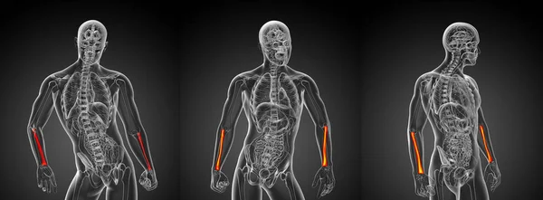 3D rendering medicinsk illustration av radien ben — Stockfoto