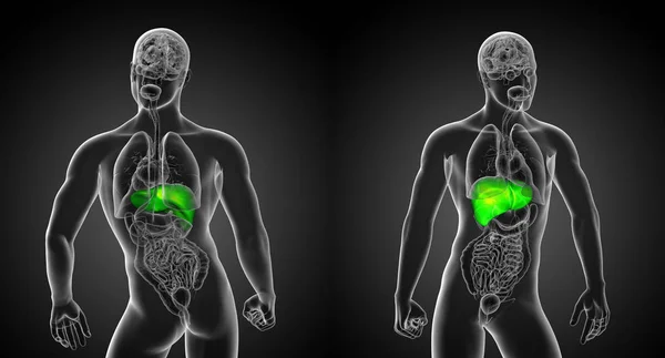 Ilustración de representación 3D del hígado —  Fotos de Stock