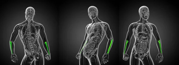 3D rendering medicinsk illustration av ulna ben — Stockfoto