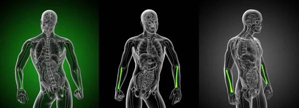 3D renderowania ilustracja kości promieniowej — Zdjęcie stockowe
