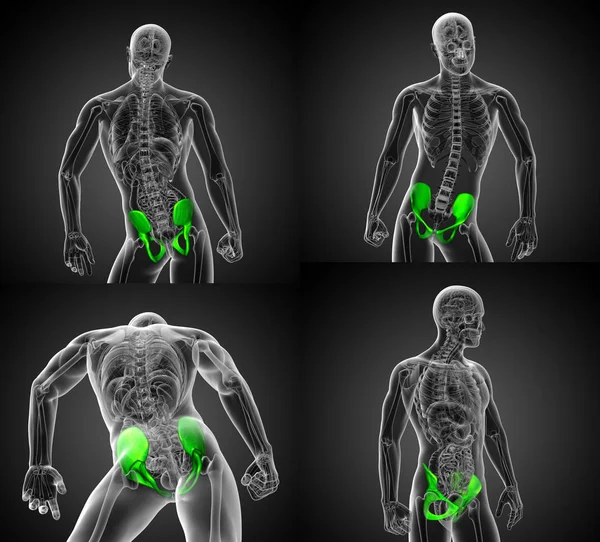 3D-Darstellung des Beckenknochens — Stockfoto