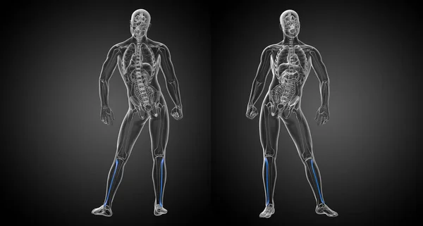 3d ilustração de renderização do osso da fíbula — Fotografia de Stock