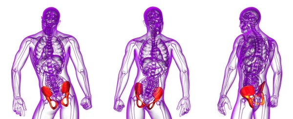 3D рендеринг медицинской иллюстрации кости таза — стоковое фото
