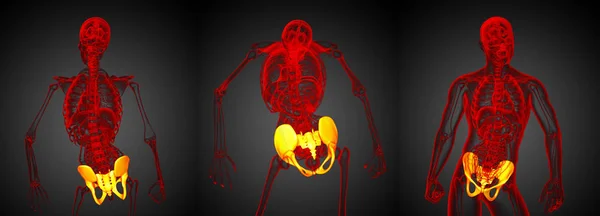 3D rendering medicinsk illustration av bäckenet ben — Stockfoto