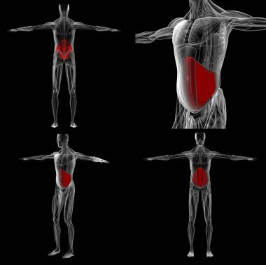3D render karın kas anatomisi laborator eğitim için