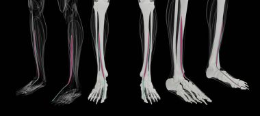 exten 3D render tıbben doğru kas çizimi