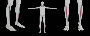 3D render tibialis karınca tıbben doğru gösterimi