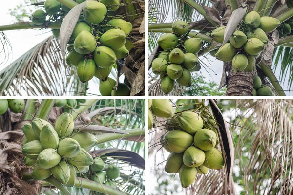 Coconuts Hanging on Palm Tree — Stock Photo, Image