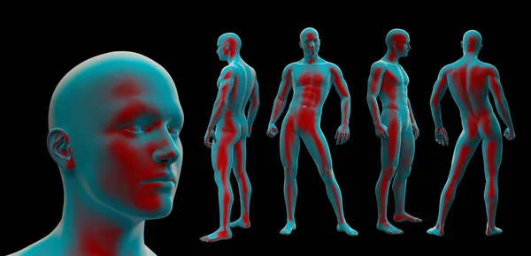3D renderowania ilustracja anatomii człowieka — Zdjęcie stockowe