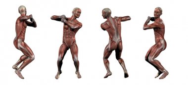 3D render Medikal illüstrasyon kas