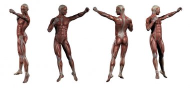 3D render Medikal illüstrasyon kas