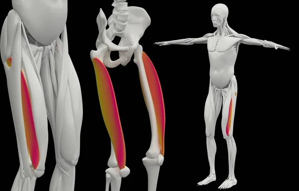 3d representación médicamente precisa ilustración muscular del vasto — Foto de Stock