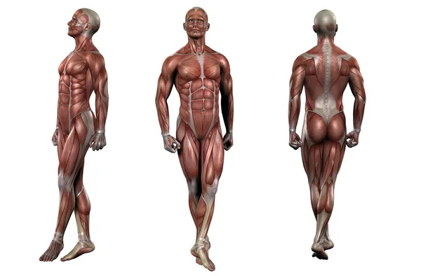 3D рендеринг медицинской иллюстрации мышц — стоковое фото