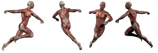 3d rendu illustration médicale du muscle — Photo