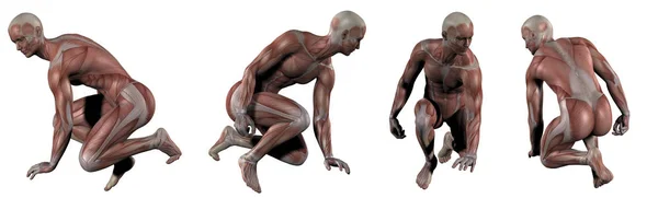 3d rendu illustration médicale du muscle — Photo