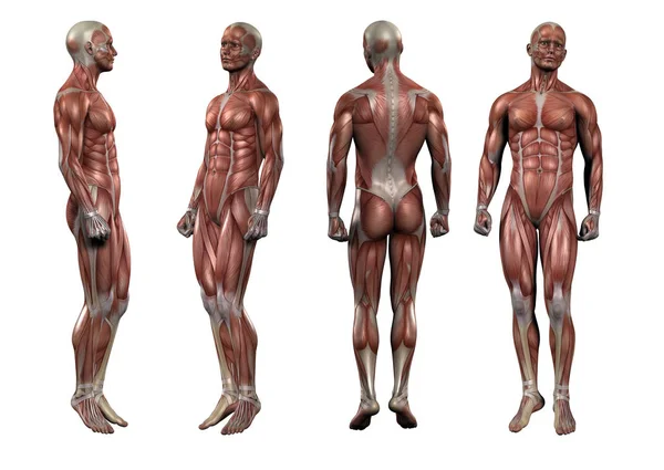 3D renderowania Medycyna ilustracji mięśni — Zdjęcie stockowe