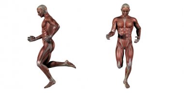 3D render Medikal illüstrasyon kas