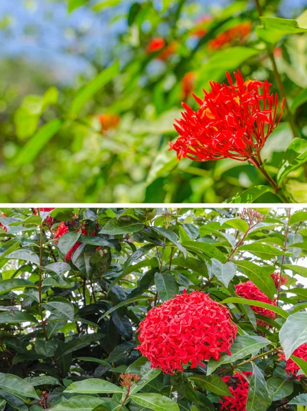 Rubiaceae Flower Garden — Stock Photo, Image