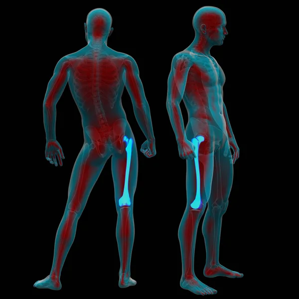 3D rendering medicinsk illustration av lårbenet ben — Stockfoto