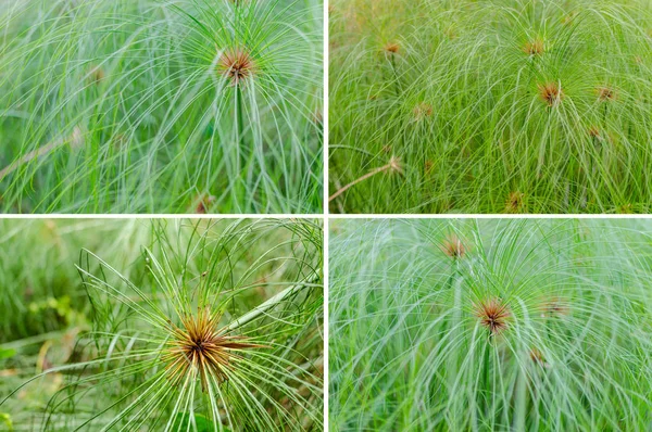 Papyrus green plant as background abstract — Stock Photo, Image