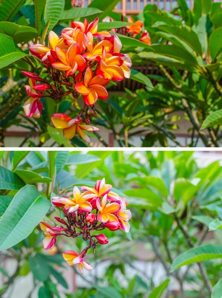 Red plumeria Beautiful natural background — Stock Photo, Image