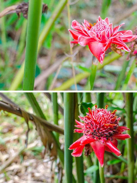 Tropikalny kwiat czerwona pochodnia imbiru lub Etlingera wyniosła lub zingibe — Zdjęcie stockowe